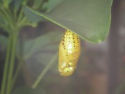 okinawa_butterfly_small.jpg