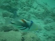 okinawa_fish.jpg